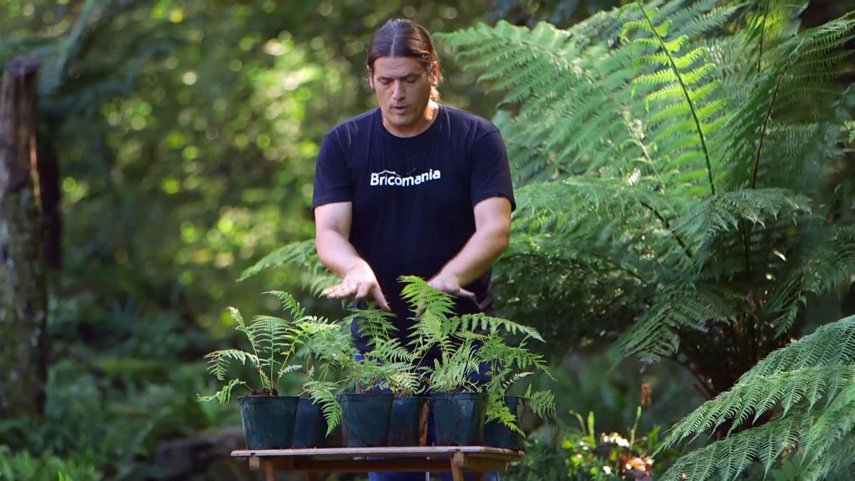 brico 926 3 reproduccion helecho arboreo dicksonia antartica detalle