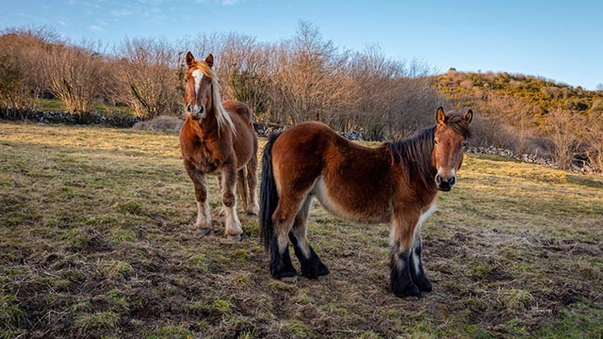 Caballo Hispano-Bretón