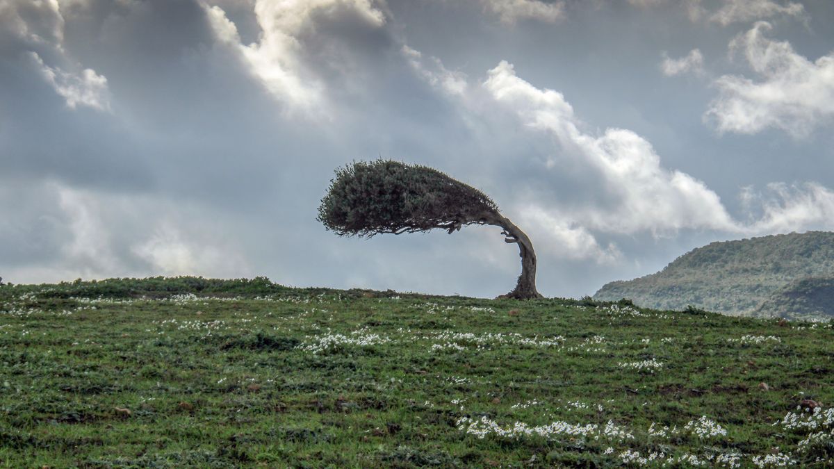 La diferencia entre una planta débil y una fuerte está en cómo ha aprendido a resistir lo que la mueve