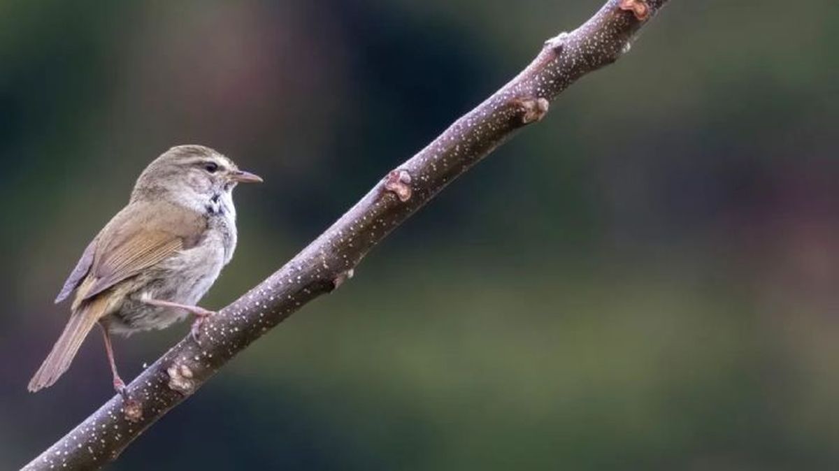 animales que empiezan por u uguisu