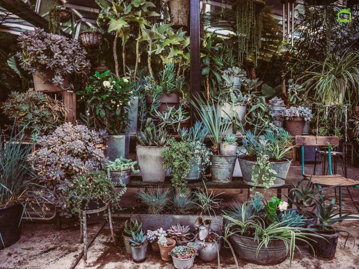 Suculentas en macetas de chapa galvanizada.