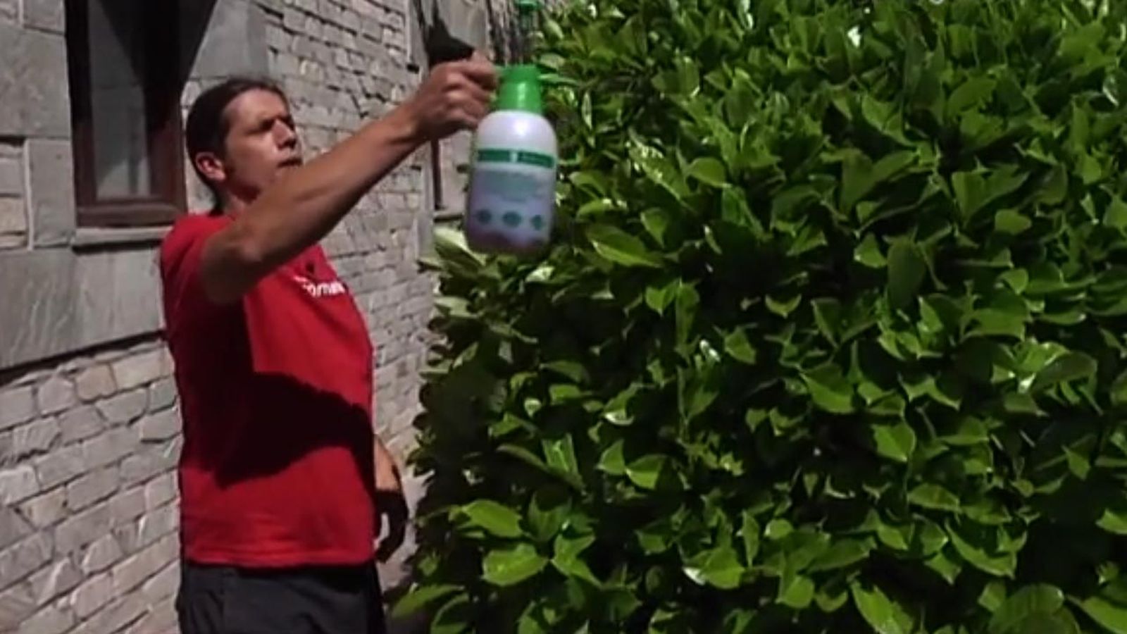 brico 709 jardin fumigar insecticidas ecologico cola de caballo sobre laurel cerezo brico 709 jardin fumigar insecticidas ecologico cola de caballo sobre laurel cerezo