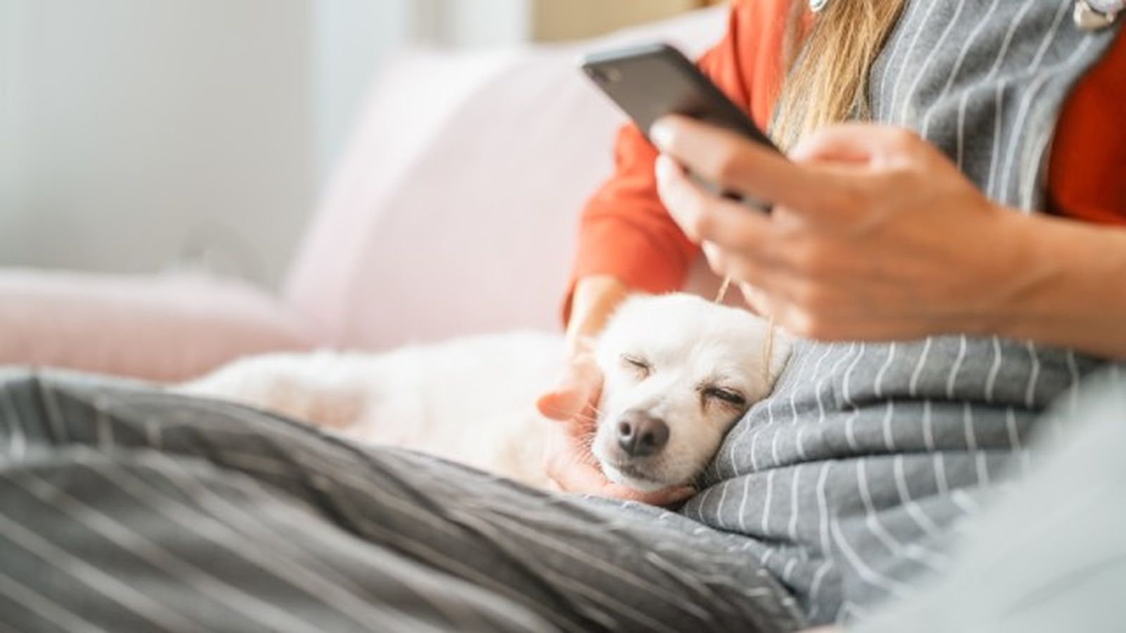 como saber si mi perro tiene fiebre 6 como saber si mi perro tiene fiebre 6