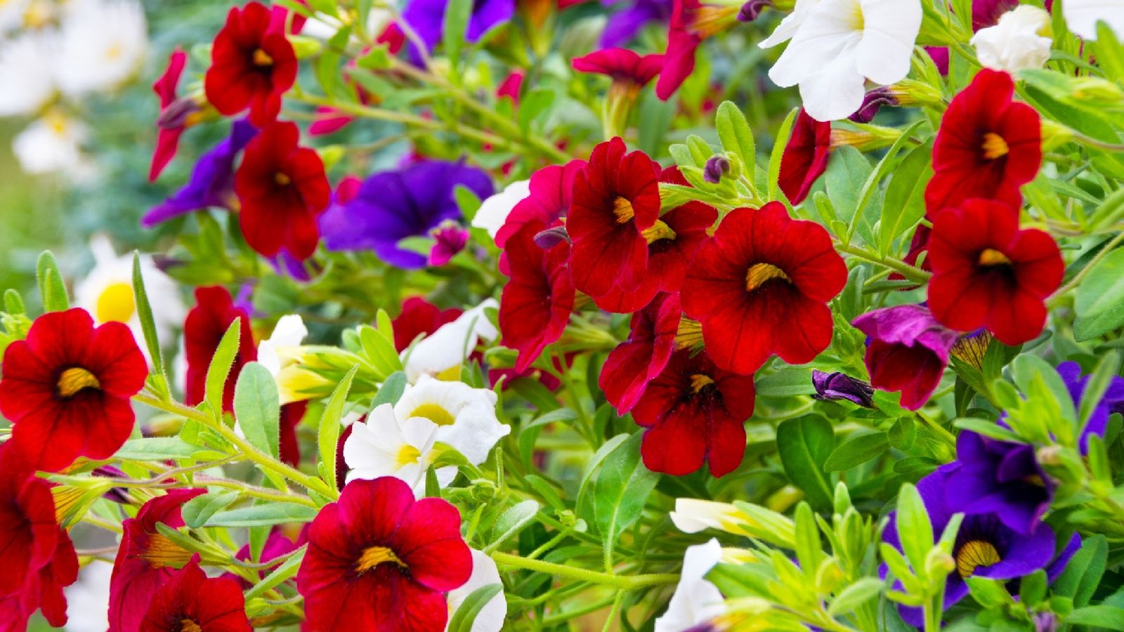 Las plantas herbáceas ofrecen una amplia gama de formas, colores y texturas