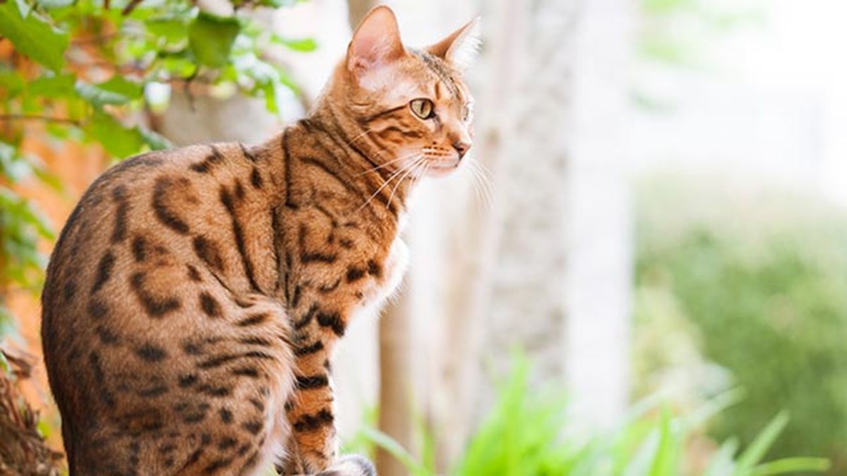 gato bengali bengala 8