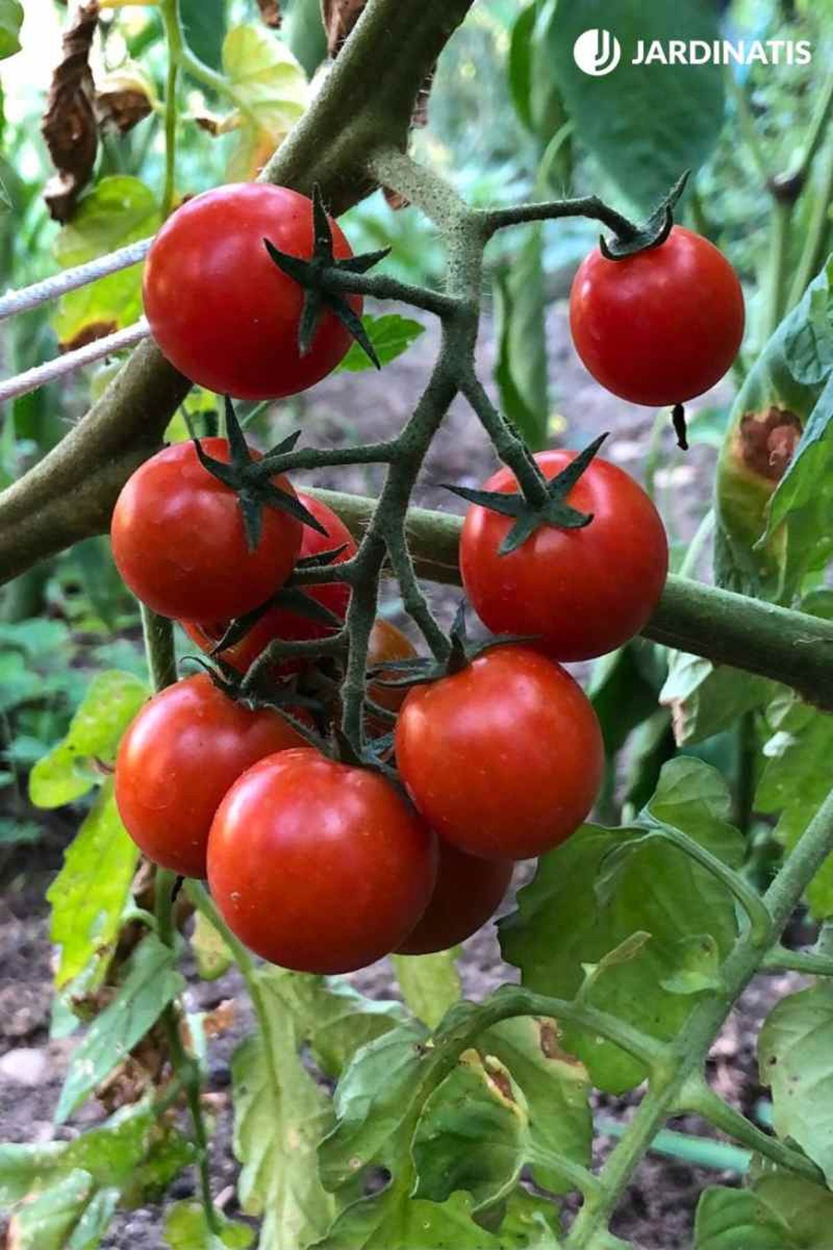 Tomates cherry maduros