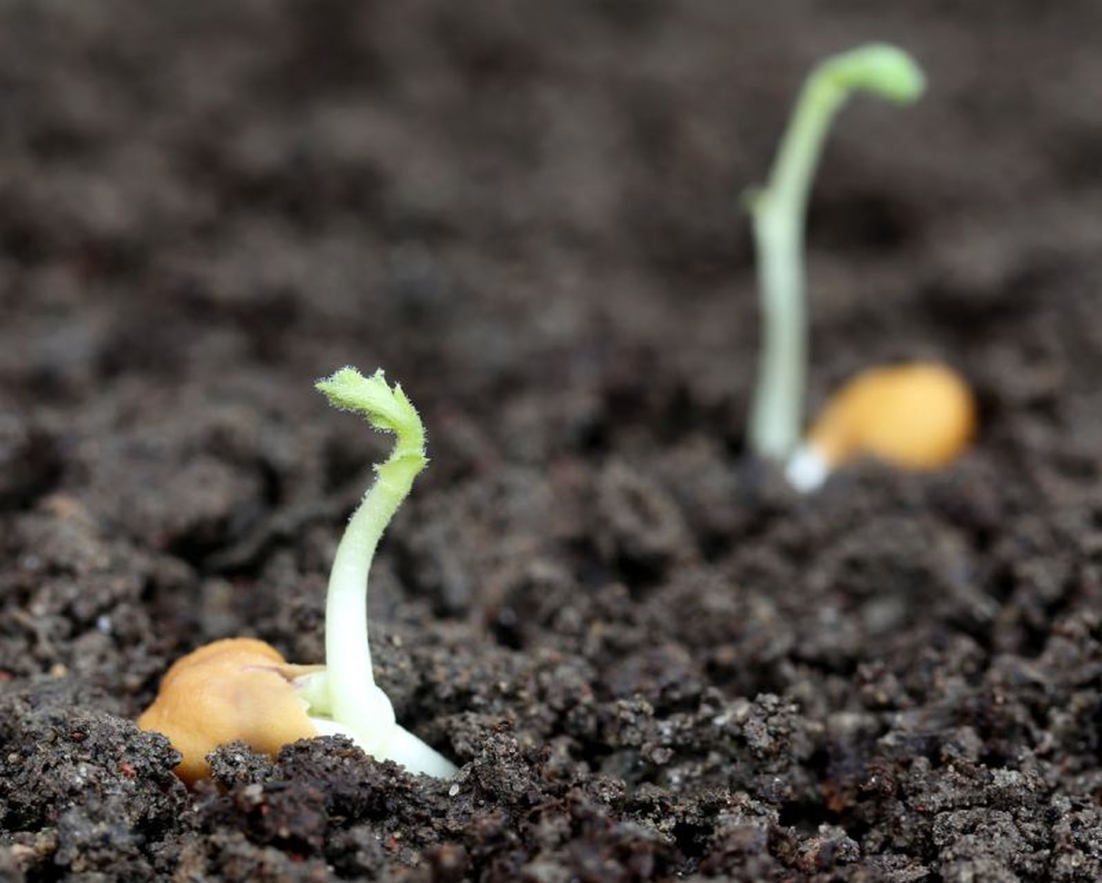 Garbanzos germinando. Garbanzos germinando.