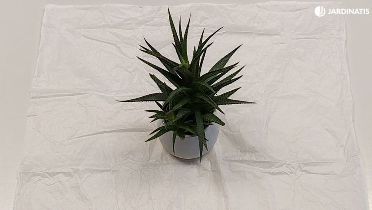 Coloca la planta sobre el papel