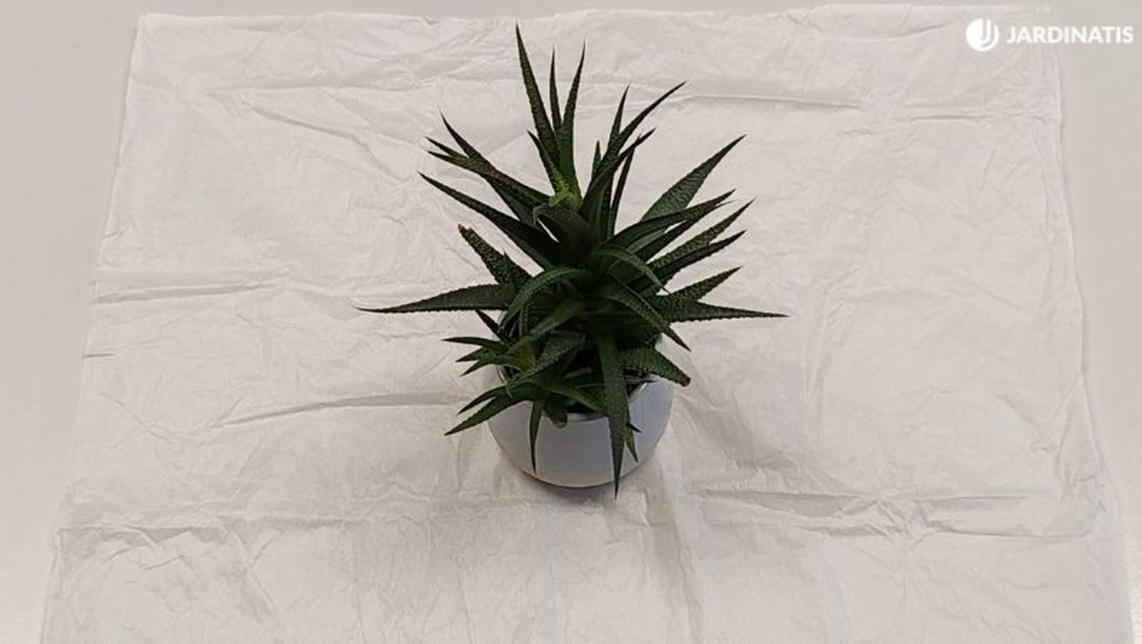 Coloca la planta sobre el papel Coloca la planta sobre el papel