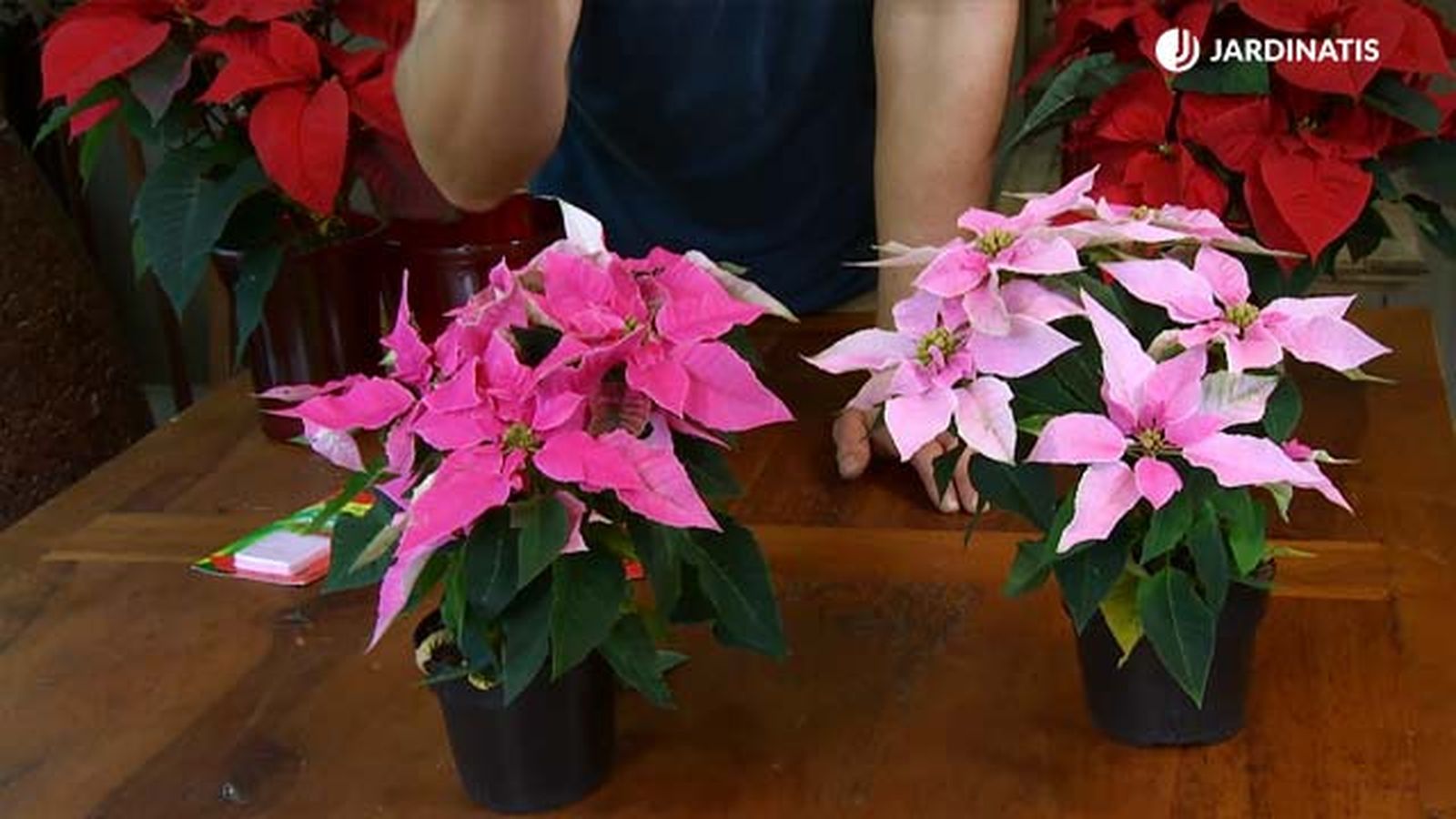 flor de pascua rosa navidad deco 635 jardinatis flor de pascua rosa navidad deco 635 jardinatis