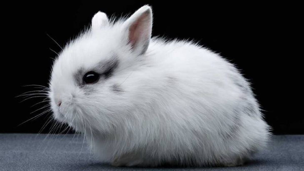 conejos para tener en casa jersey (1)