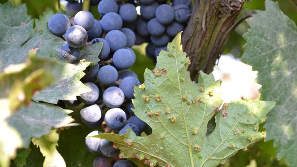 filoxera hojas de uva