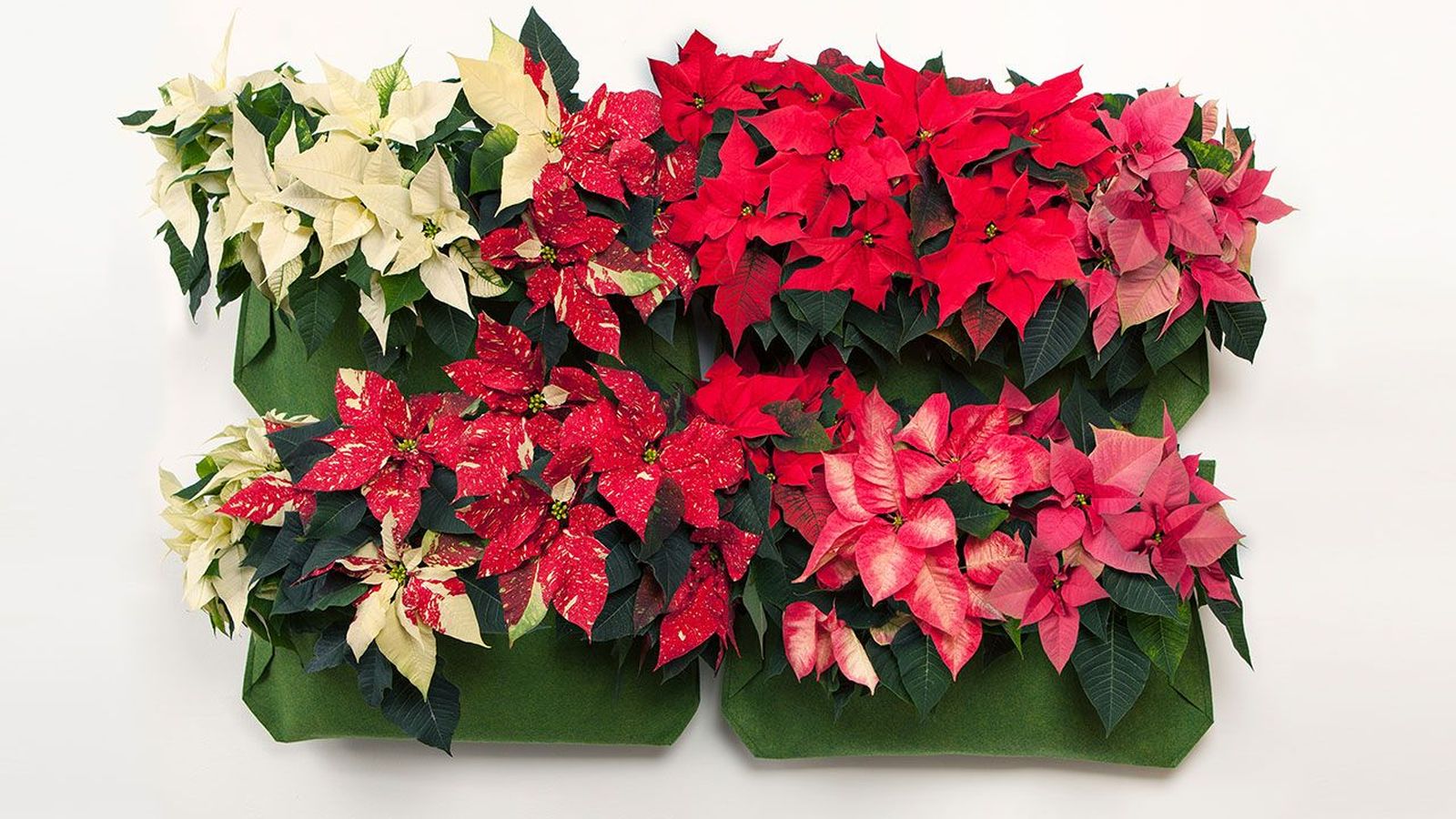 jardin vertical con flor de pascua xl jardin vertical con flor de pascua xl