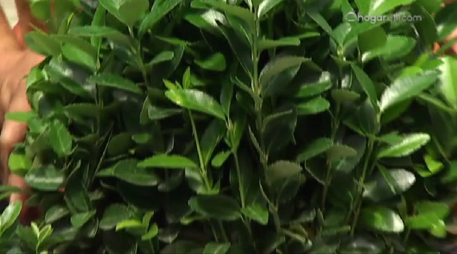 Euonymus japonicus verde Euonymus japonicus verde