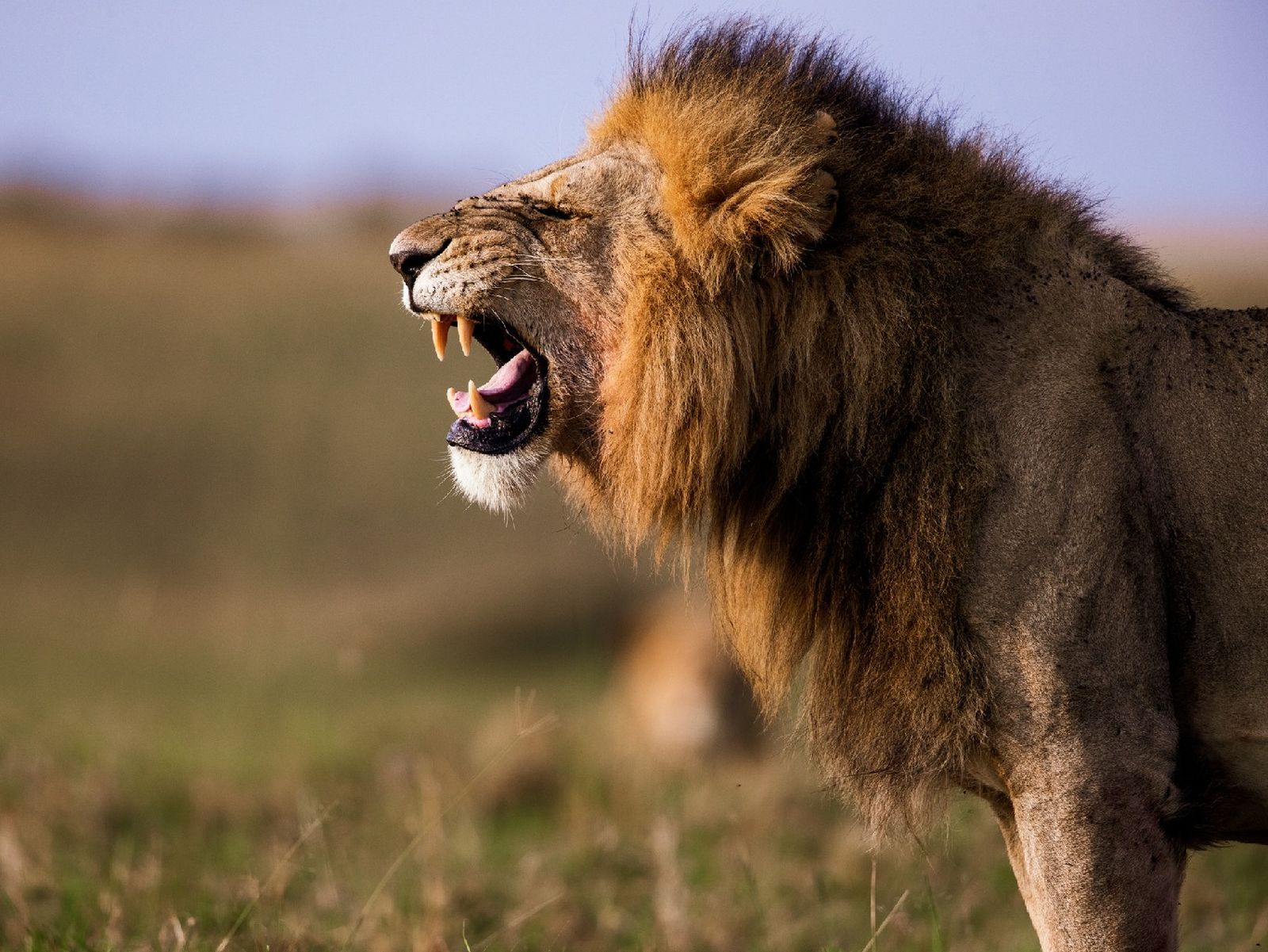 Los animales carnívoros obtienen sus nutrientes de la carne y otros restos de animales Los animales carnívoros obtienen sus nutrientes de la carne y otros restos de animales