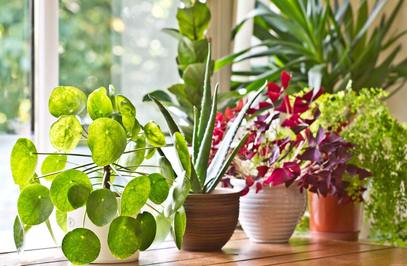 ¿Tienen las plantas capacidad de recordar?