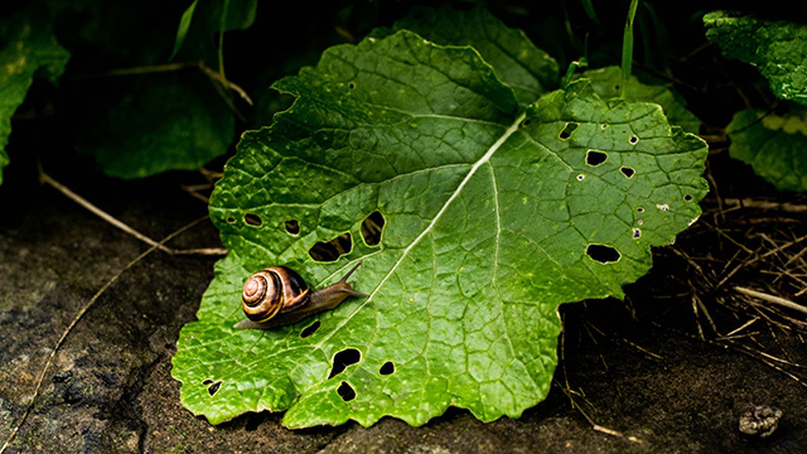 mordeduras caracol mordeduras caracol