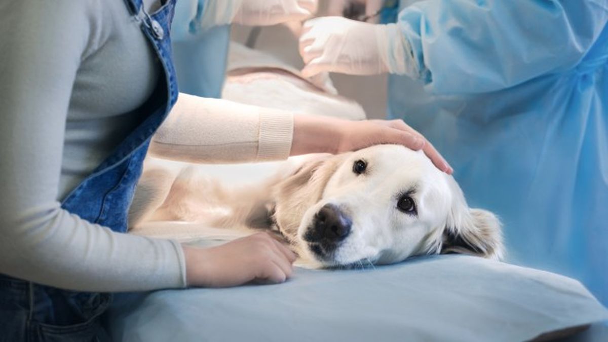 como cortar diarrea perros remedios caseros 12