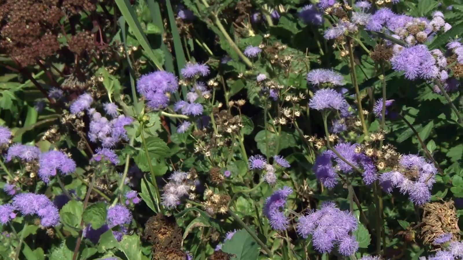 deko 708 jardineria parterre otono ageratum