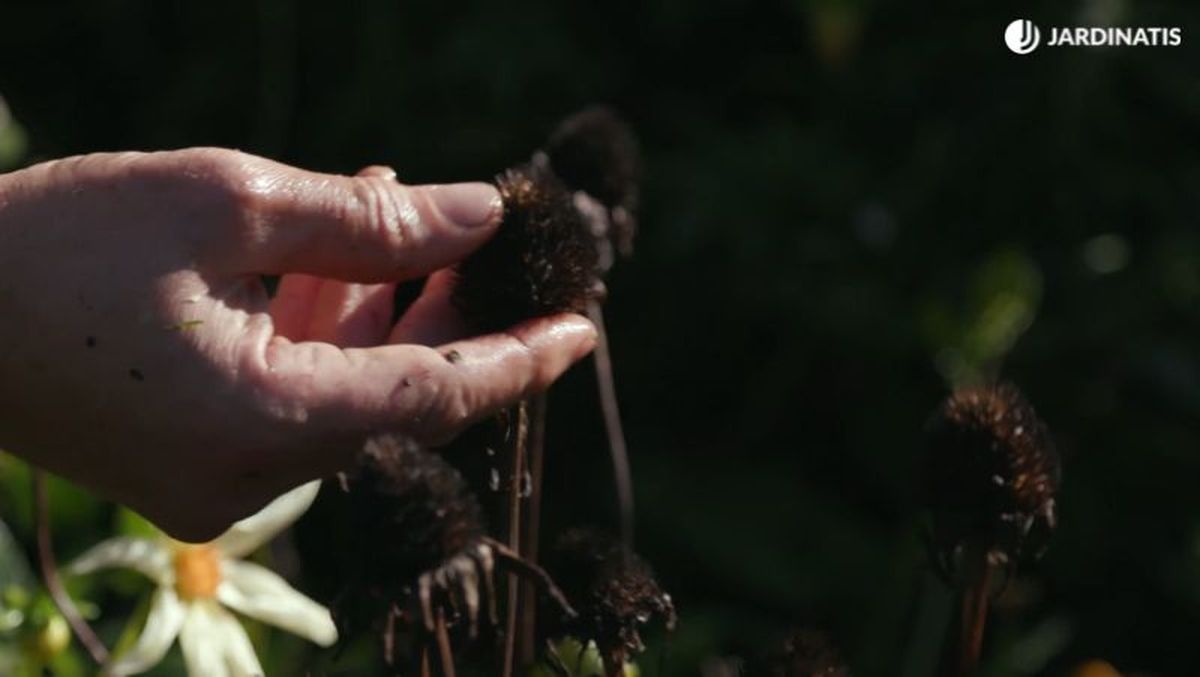 Echinaceas que tan terminado su periodo de floración