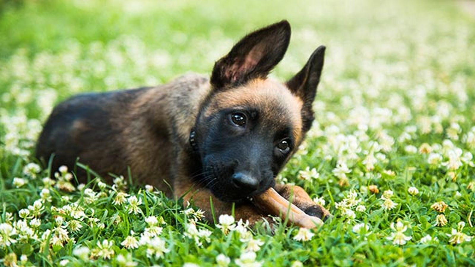 cachorro de malinois cachorro de malinois