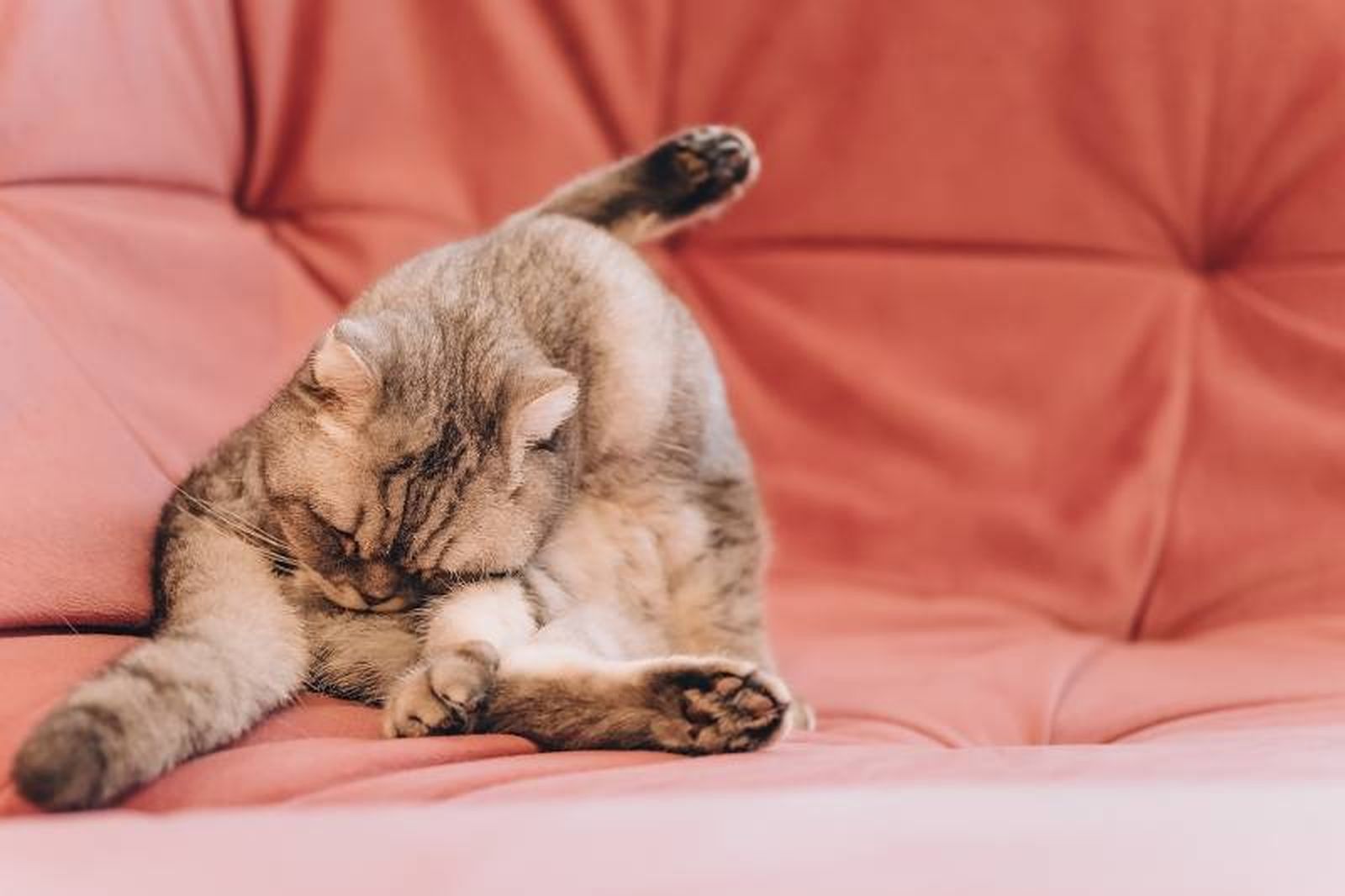 Una vez que el gato haya sido desparasitado, tienes que proporcionarle una serie de cuidados. Una vez que el gato haya sido desparasitado, tienes que proporcionarle una serie de cuidados.