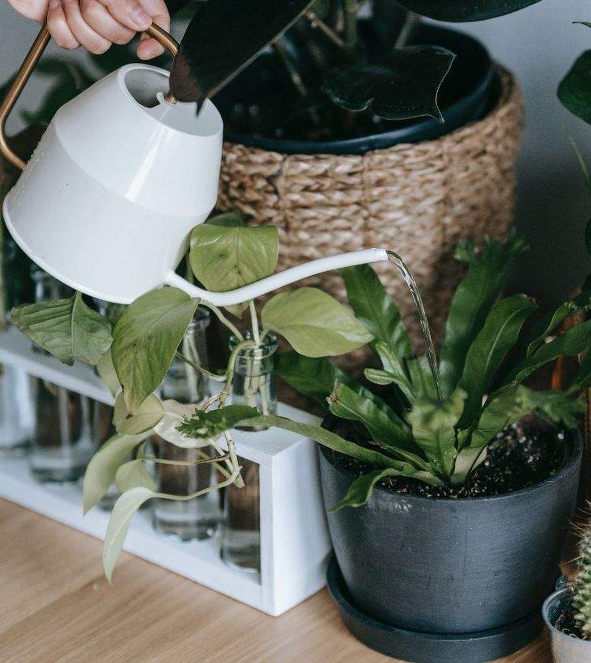 regar helecho nido de ave