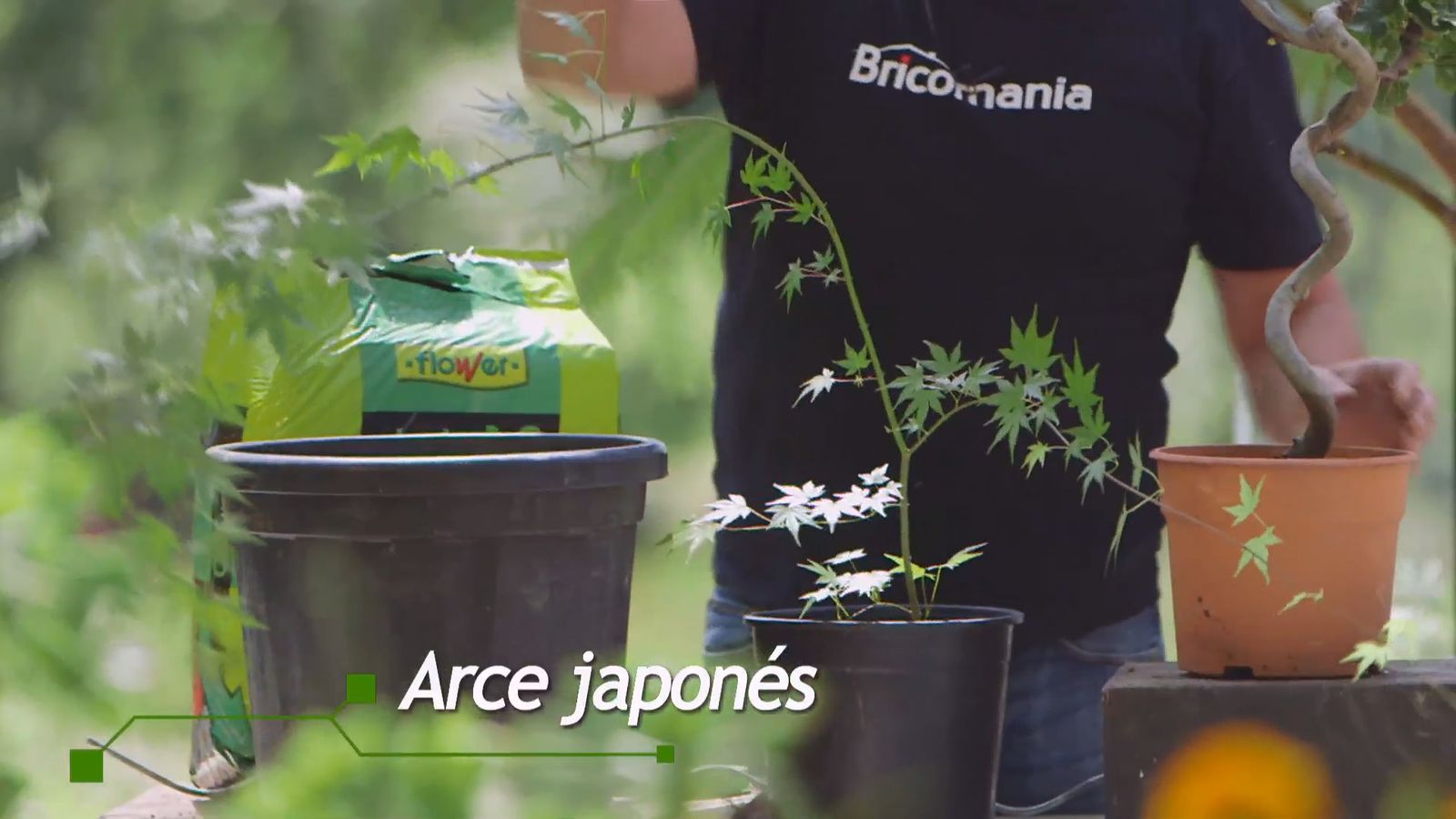 brico 915 3 tronco espiral arce japones brico 915 3 tronco espiral arce japones