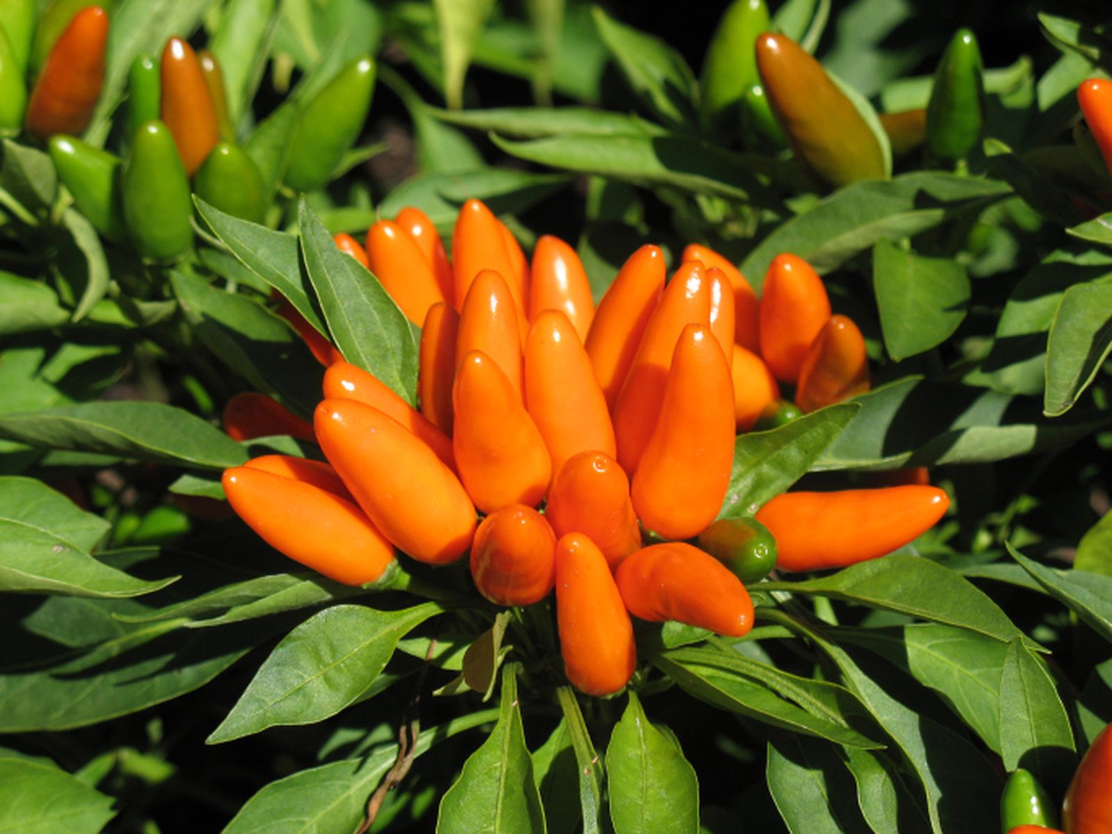 Capsicum annuum