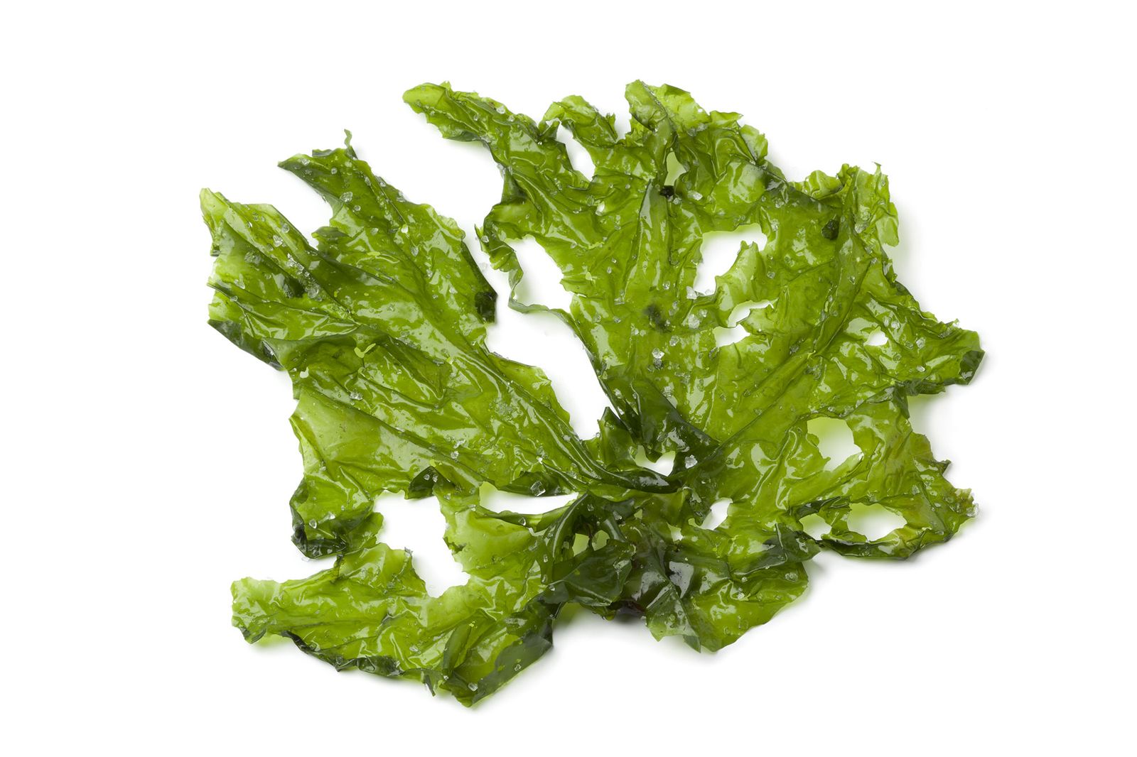 alga lechuga de mar xl