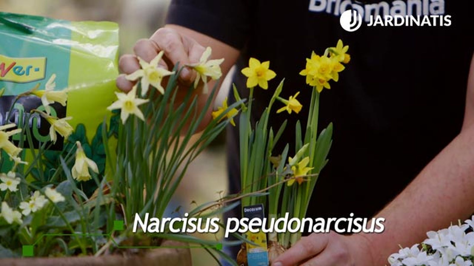 narcisos variedades brico 902 jardin narcisos variedades brico 902 jardin