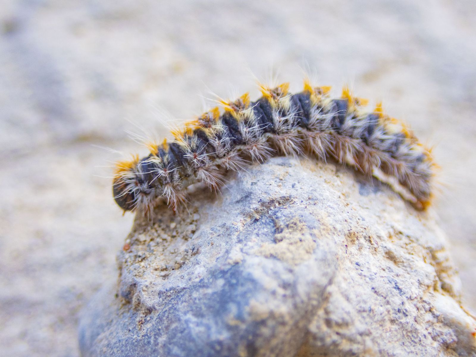 La procesionaria del pino es una plaga muy peligrosa