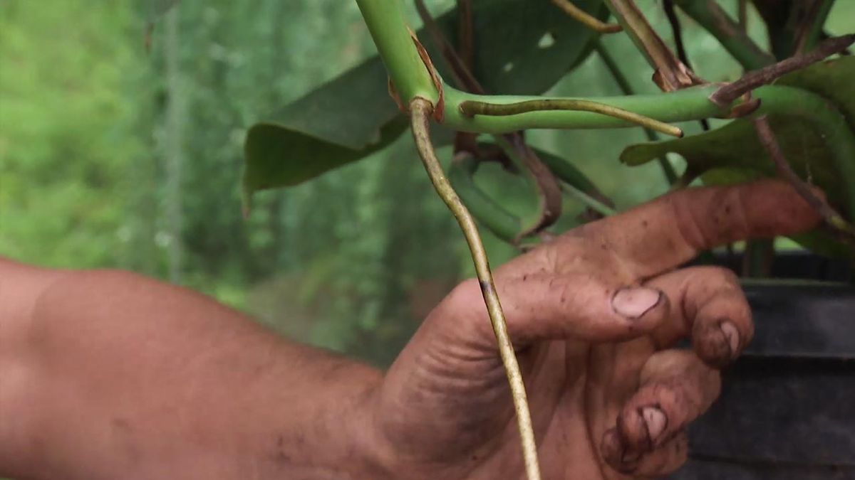 deco 781 jardin costilla de adan monstera deliciosa raices aereas