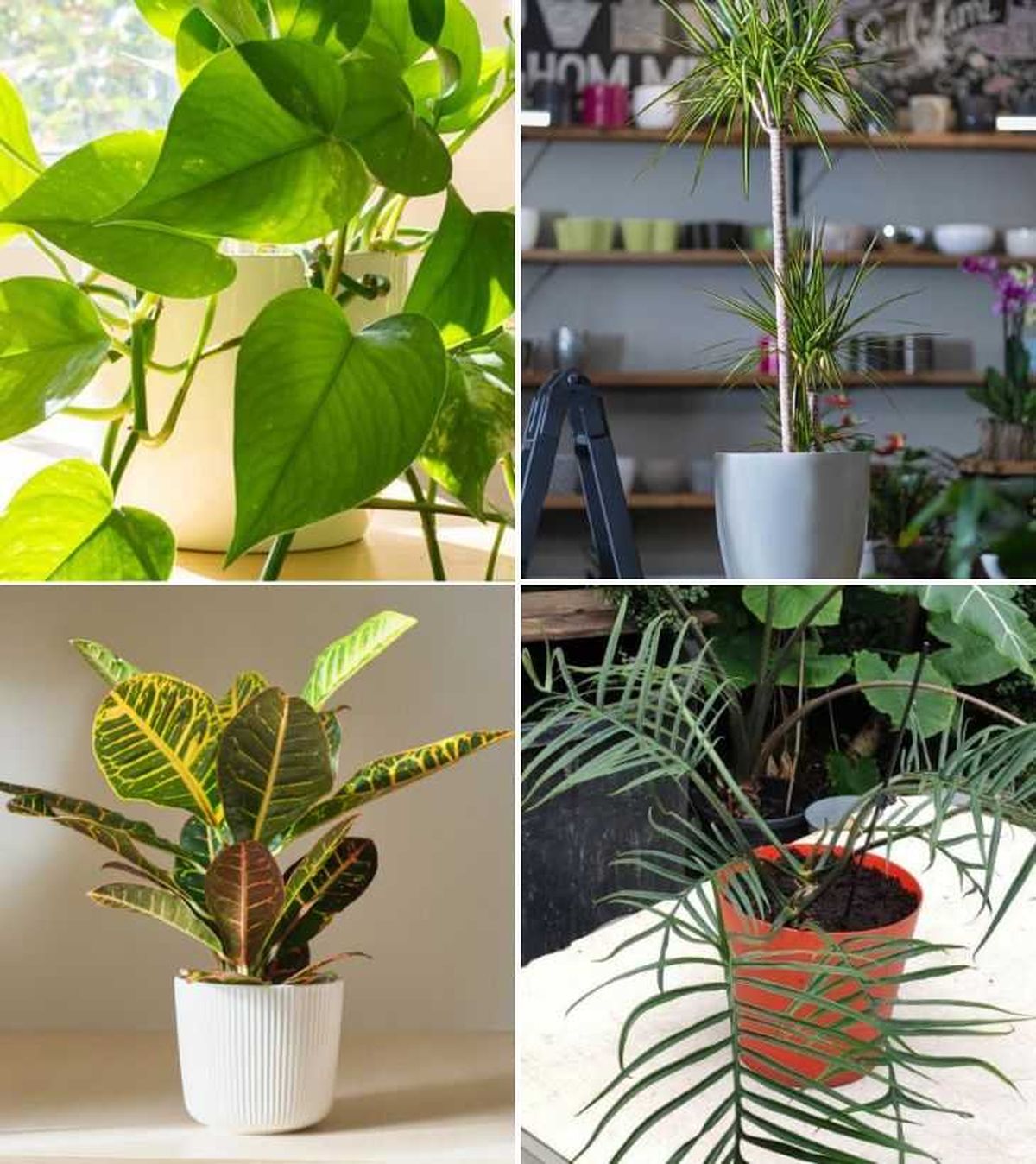 poto dracena marginata croton filodendro tortum planta interior