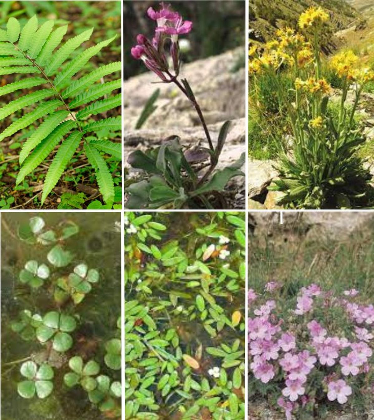 plantas en peligro extincion espana 2017