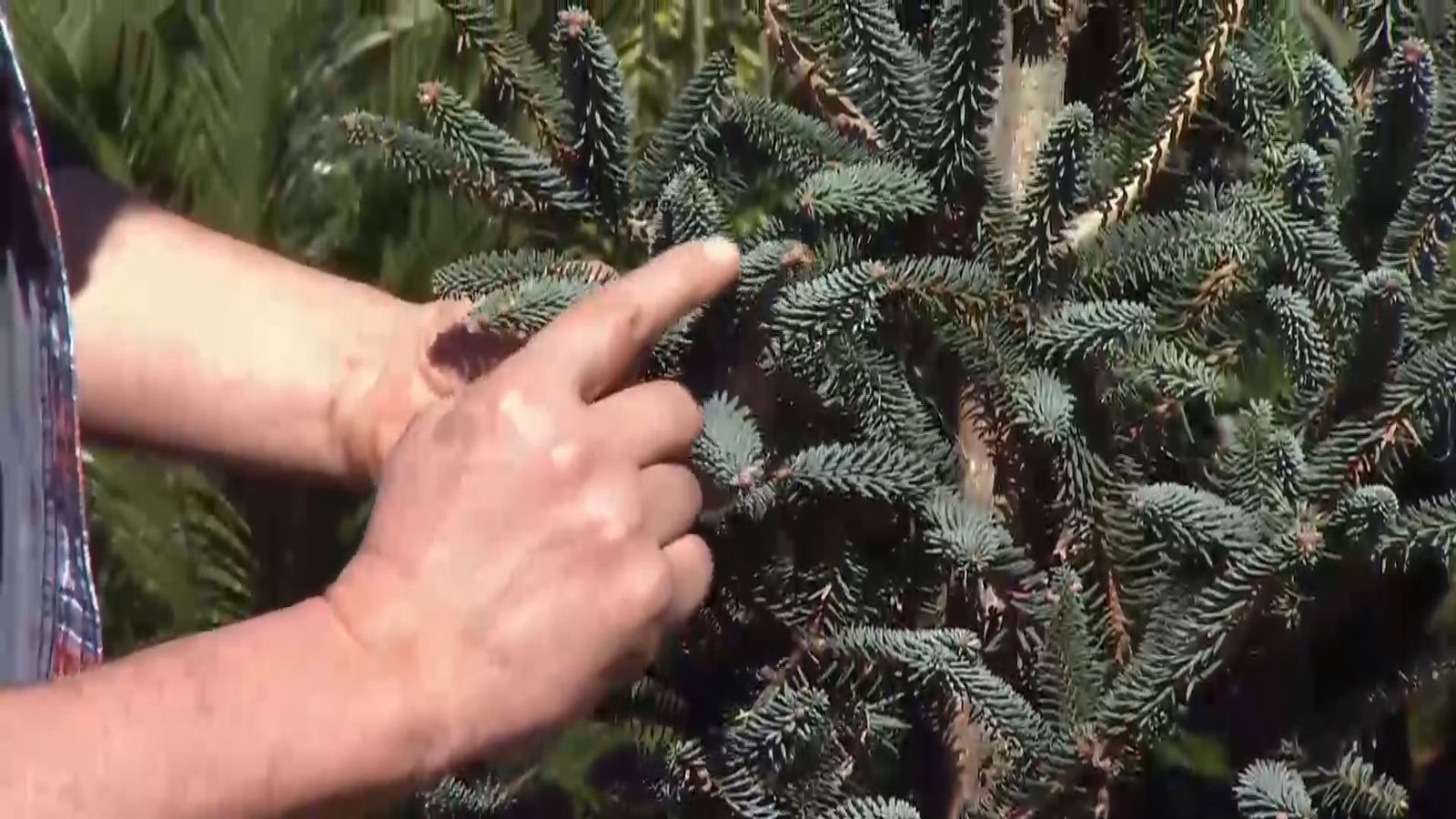 deco 689 variedades coniferas poco convencionales pinsapo