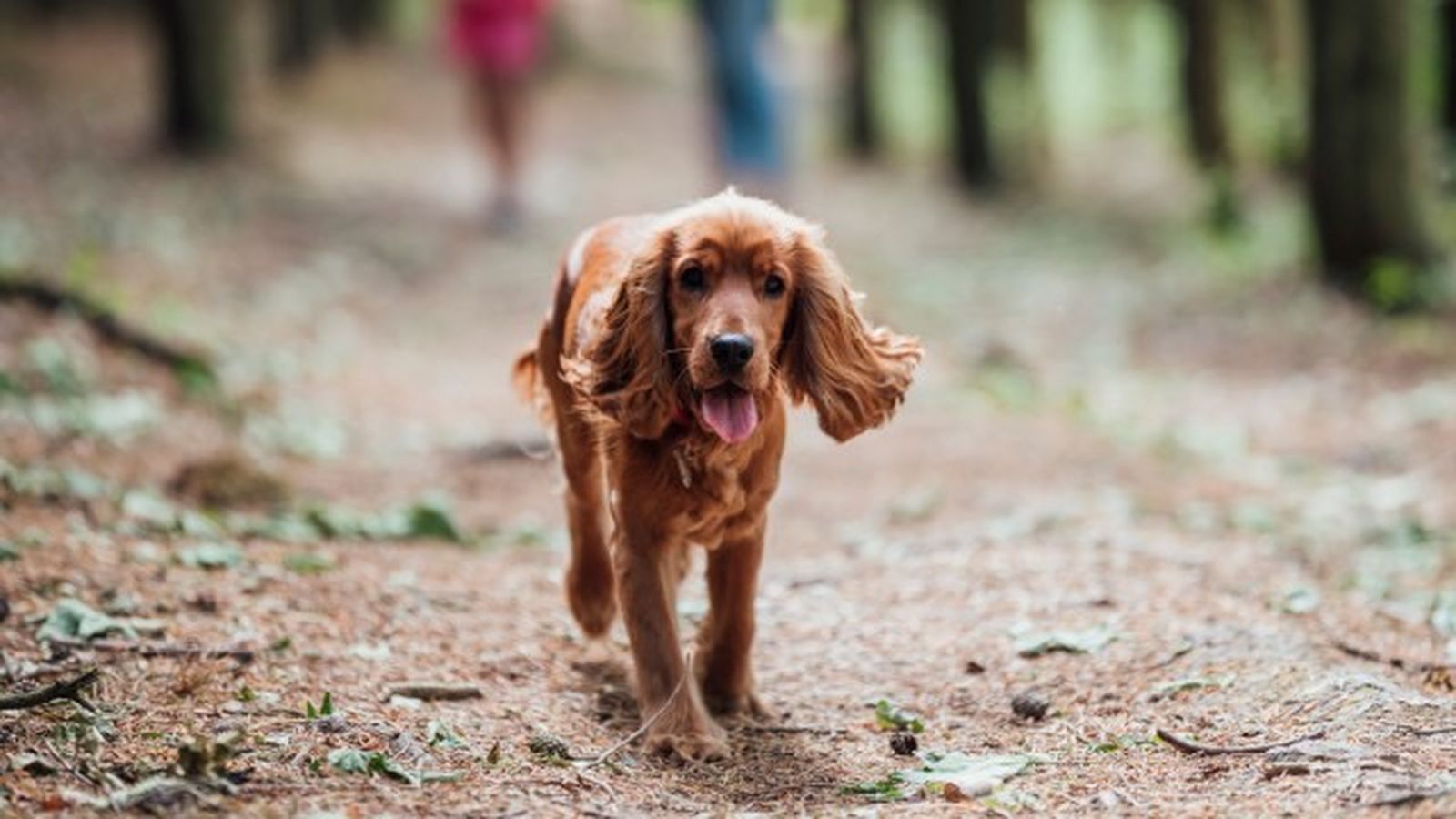 cocker spaniel 3 cocker spaniel 3