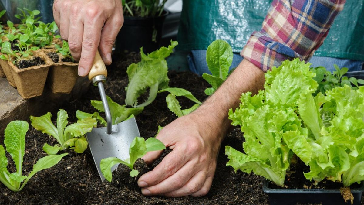 Puedes cultivar lechugas a lo largo de todo el año.