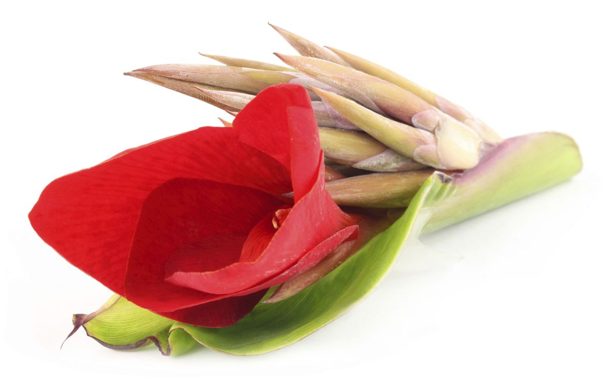 Dos tubérculos comestibles atípicos   canna indica