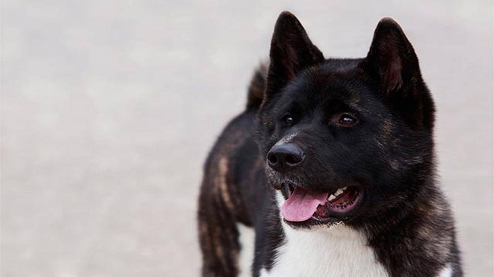akita americano negro akita americano negro