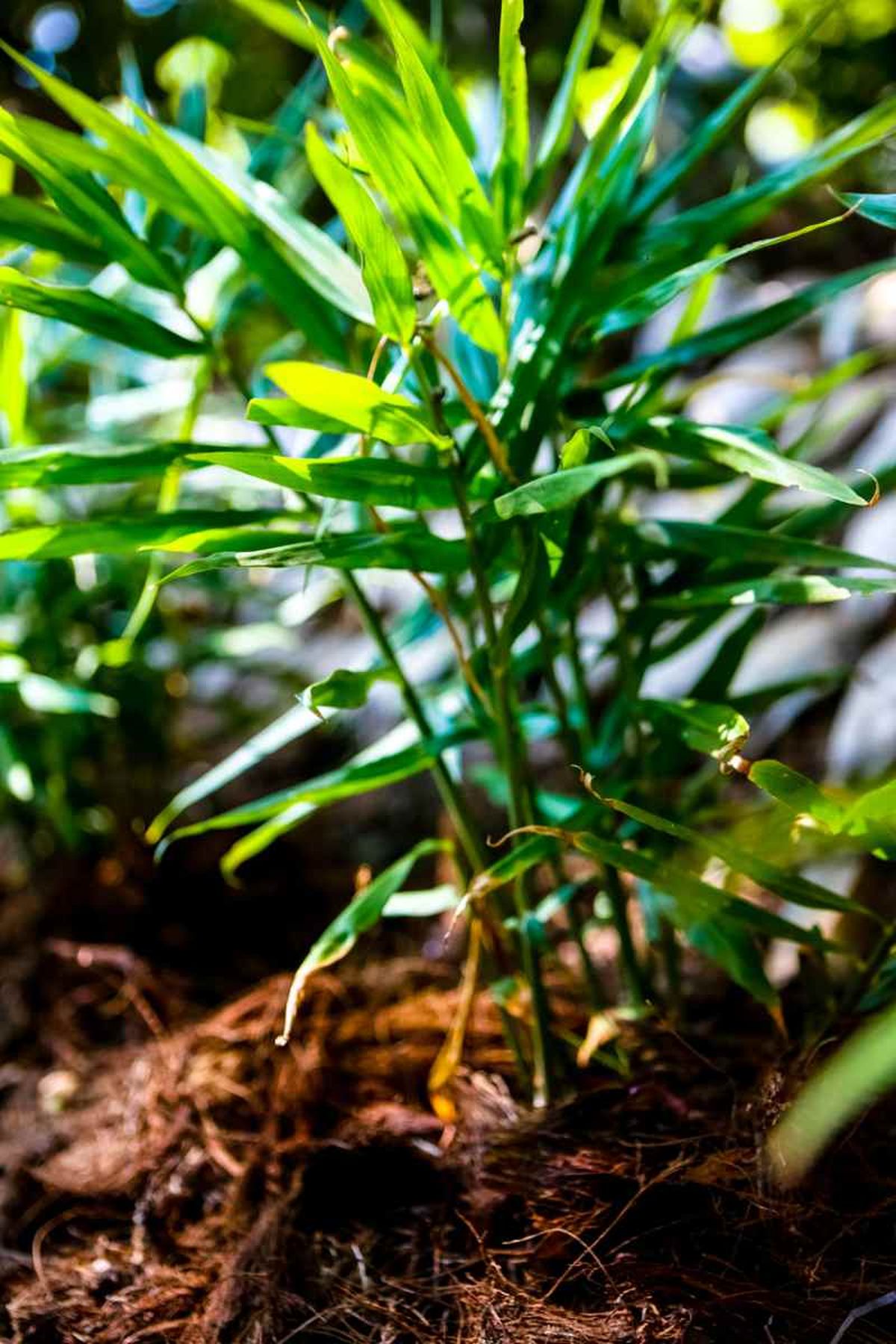 Ten cuidado con el exceso de humedad, sobre todo, si cuenta con un mal drenaje.