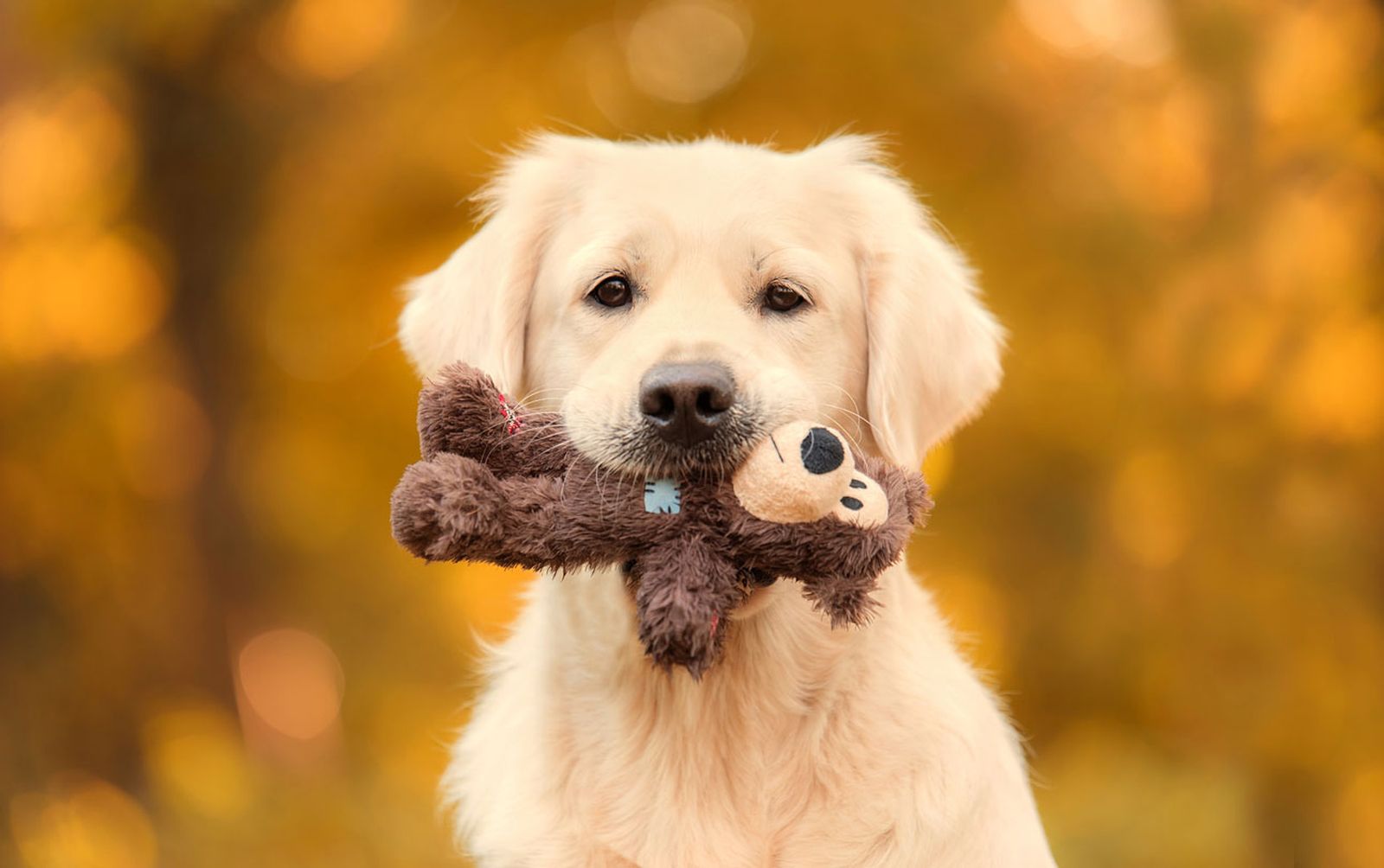 tipos de retriever