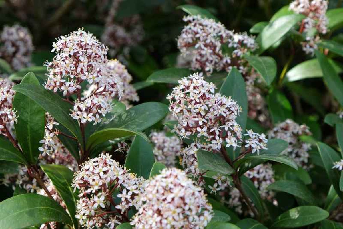 Skimmia Japonica