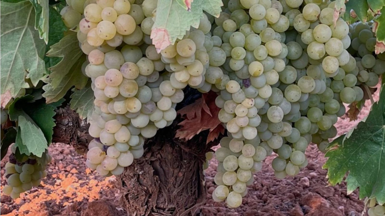 La mayoría del cava de Almendralejo se elabora con uva macabeo La mayoría del cava de Almendralejo se elabora con uva macabeo