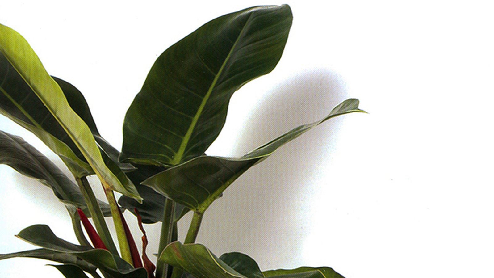 Filodendro erubescens Filodendro erubescens