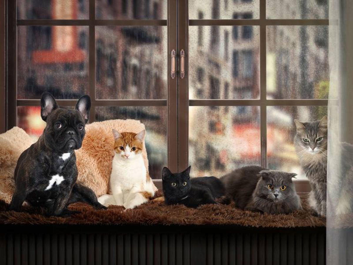 Los perros acostumbrados a vivir solos con sus dueños pueden recibir mal las visitas.