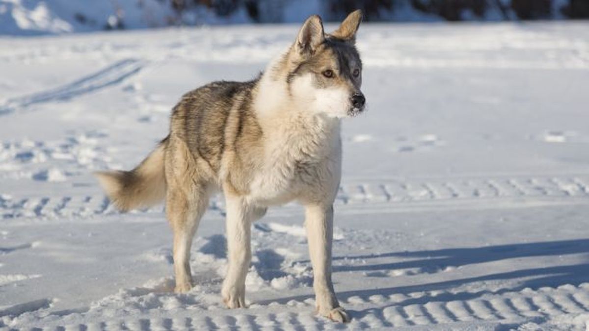 razas de perros favoritas de los espanoles 4