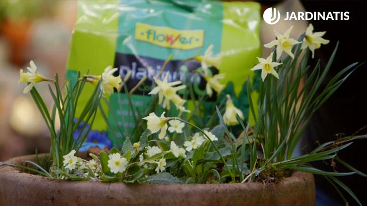 primulas naricos brico 902 jardin