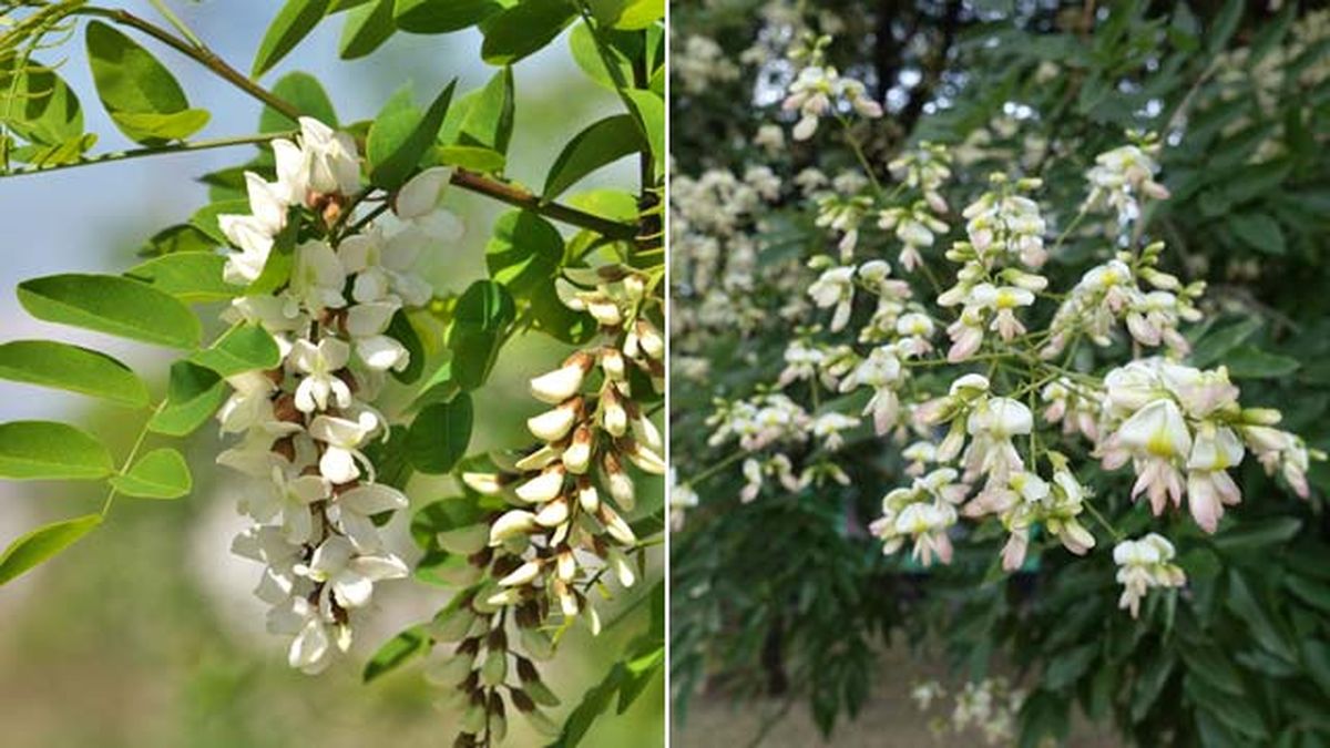 flores blancas Robinia pseudoacacia sophora japonica