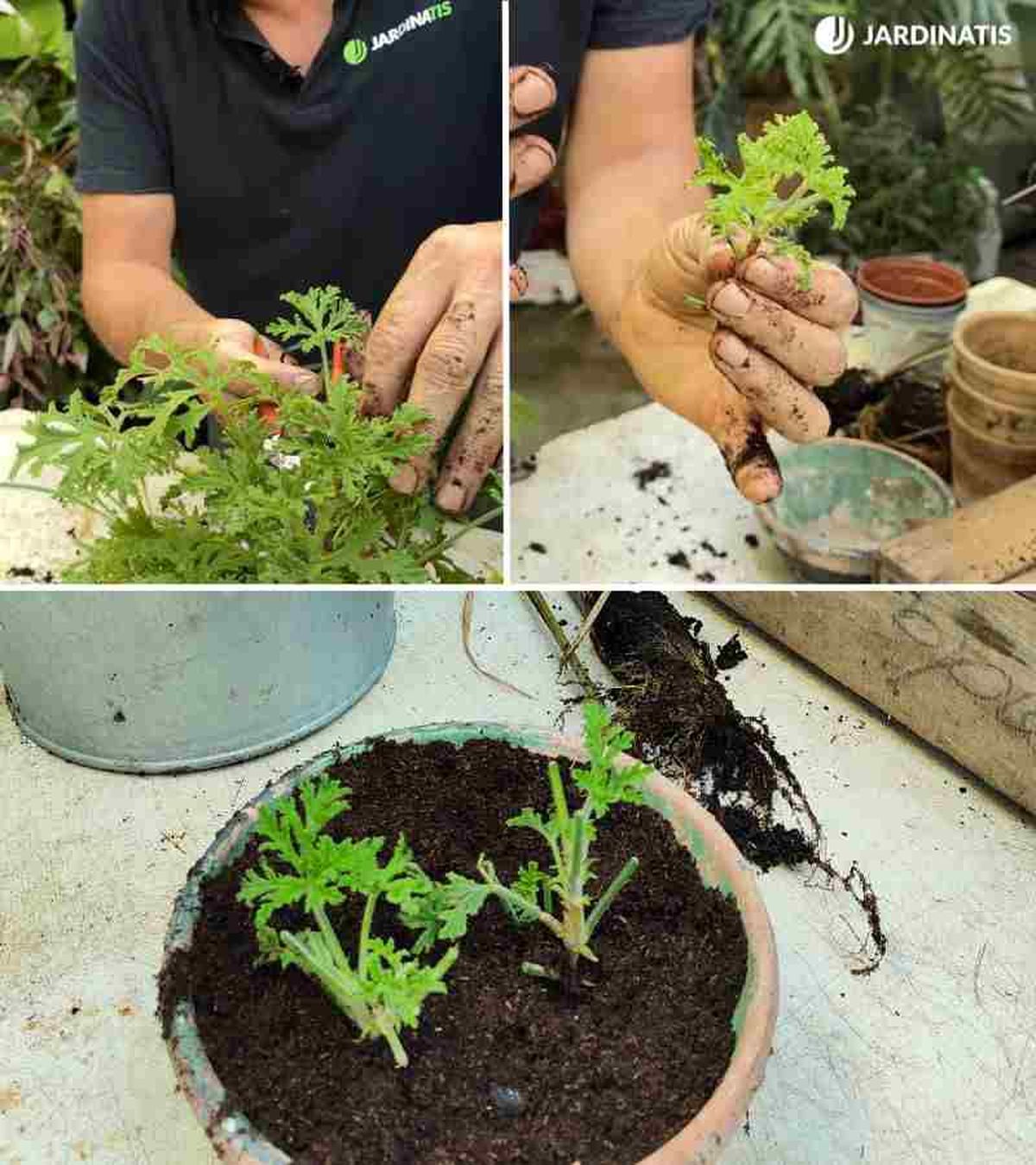 La reproducción por esquejes es muy sencilla